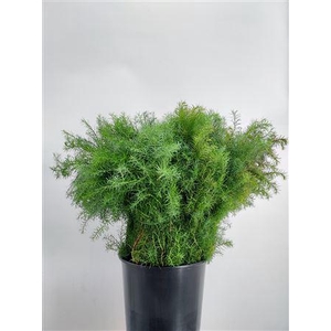 Cryptomeria Jap Elegans