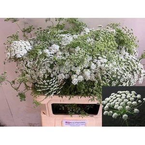 AMMI MAJUS