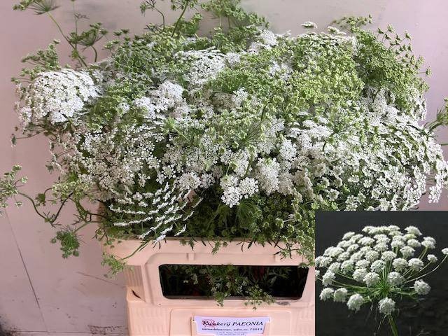 <h4>AMMI MAJUS</h4>