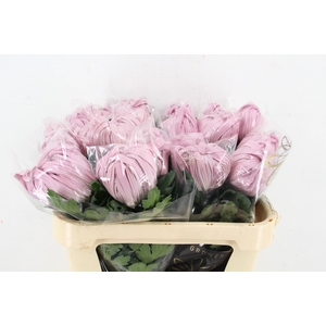 CHR G VIENNA PINK XL