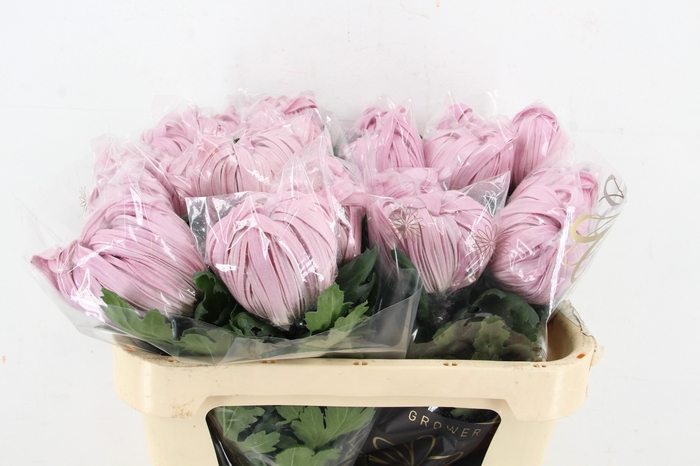 <h4>CHR G VIENNA PINK XL</h4>