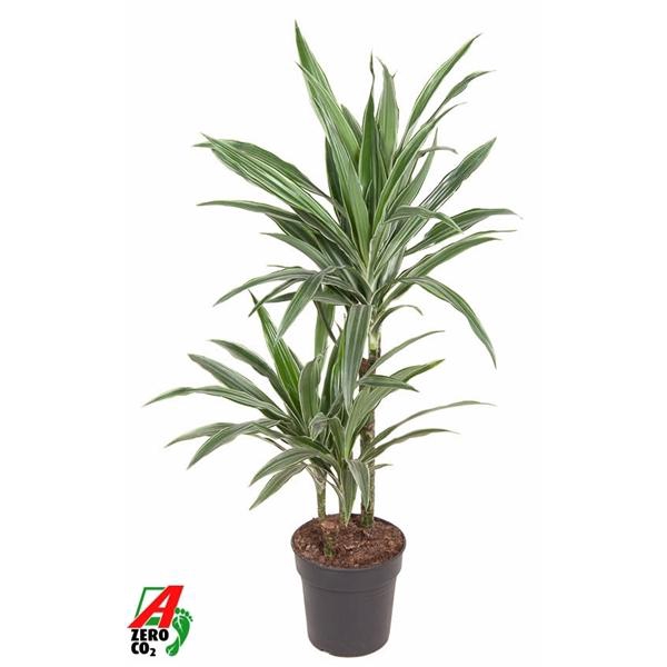 <h4>Dracaena f Deremensis Grp Warneckei</h4>