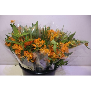 Ascl Tuberosa