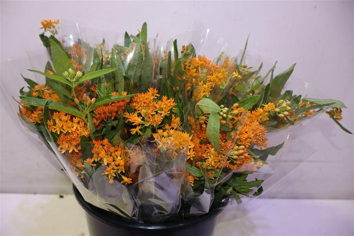 <h4>Ascl Tuberosa</h4>