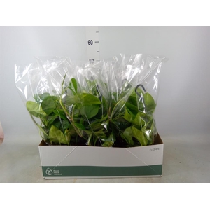 Epipremnum pinn.   HG