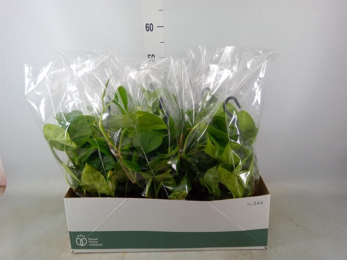 <h4>Epipremnum pinn.   HG</h4>