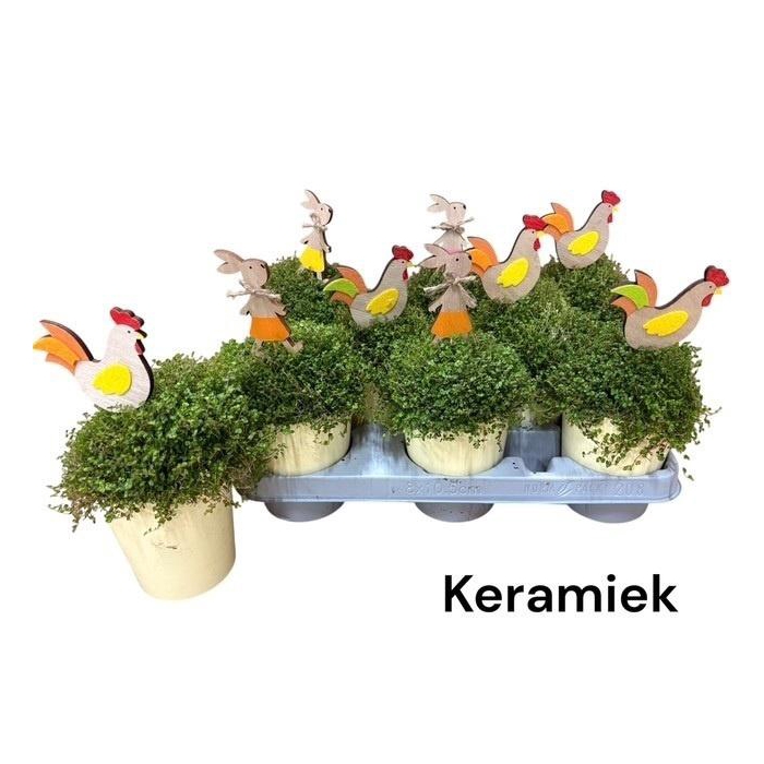 <h4>SOLEI SOL GROEN</h4>