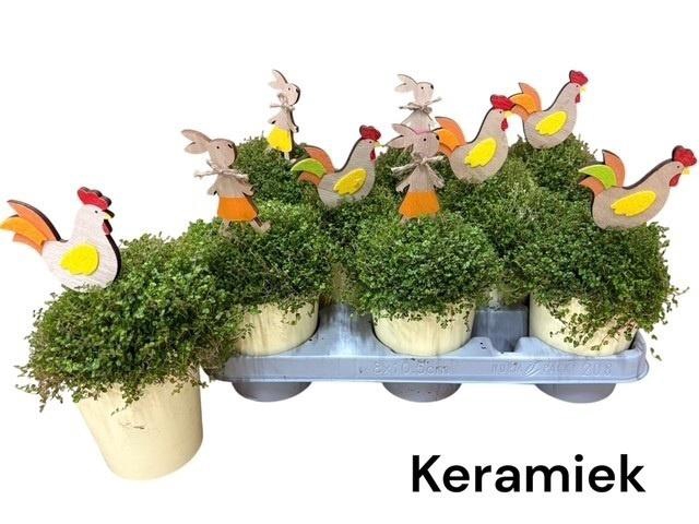 <h4>SOLEI SOL GROEN</h4>