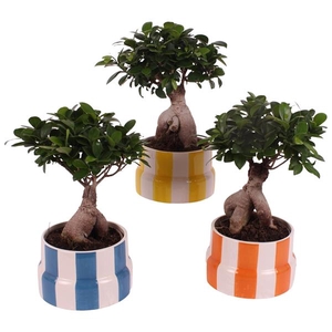 Ficus m. Ginseng Ball Shape Ø15cm in Ø18cm Ceramic EV563