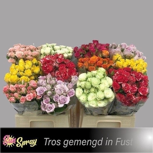 Rosa spray mix in bucket