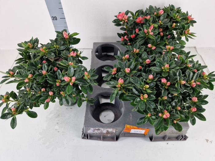 <h4>RHODO SI AIKO PINK</h4>