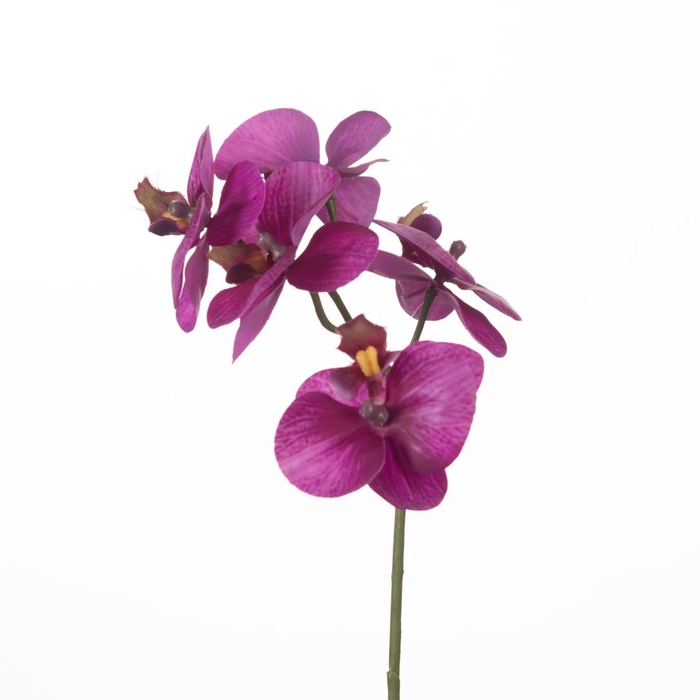 <h4>Af Phalaenopsis X5 34cm Purple</h4>