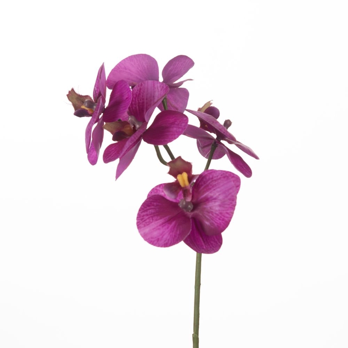 AF Phalaenopsis x5 34cm Purple