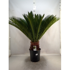 Cycas revoluta