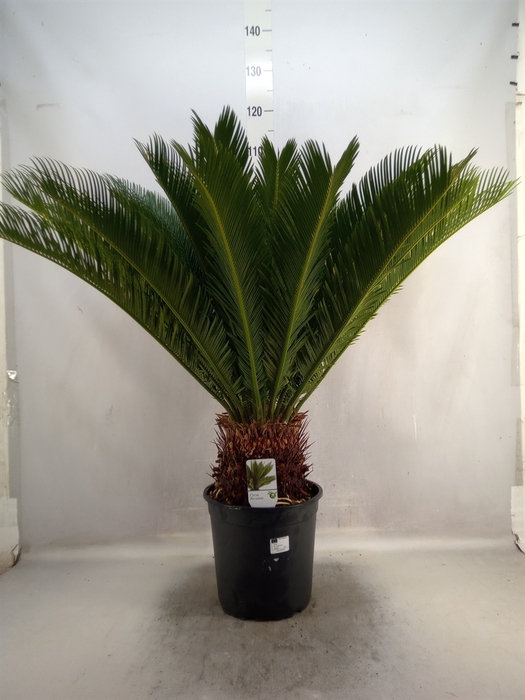 <h4>Cycas revoluta</h4>