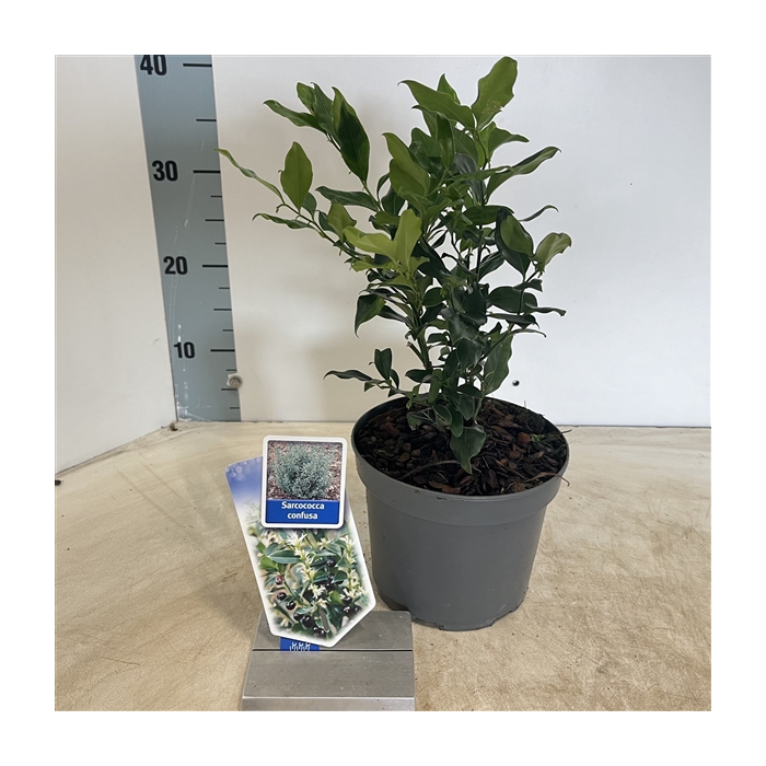 <h4>Sarcococca confusa</h4>