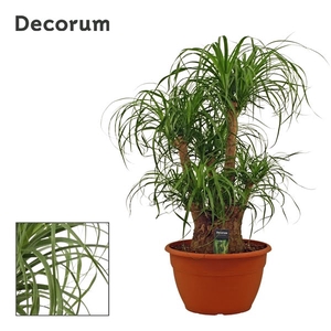 Beaucarnea vertakt 35 cm (Decorum)