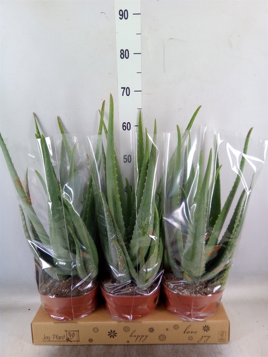 <h4>Aloe vera</h4>