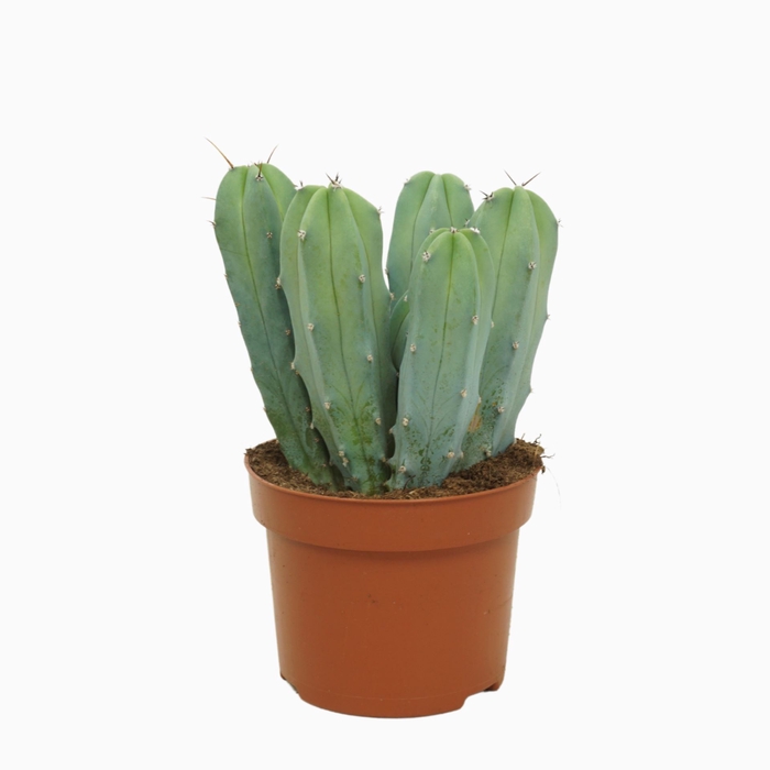 <h4>Cereus</h4>