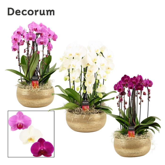 <h4>Phal Casc Gemengd 6 Tak Keramiek Aurelie</h4>