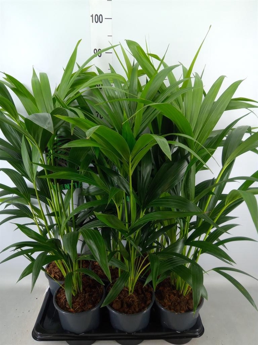 <h4>Howea forsteriana</h4>