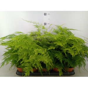 Asparagus setaceus