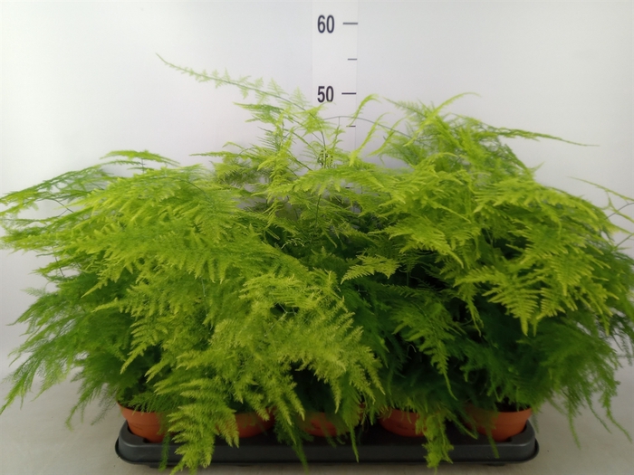 <h4>Asparagus setaceus</h4>