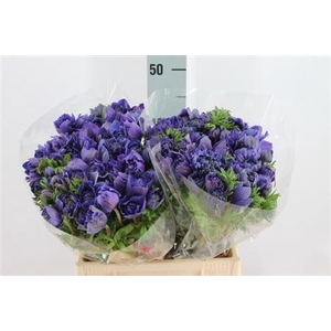 Anemone Levante Double Blue