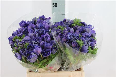 <h4>Anemoon Levante Double Blue</h4>