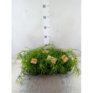 Rhipsalis baccifera 'Oasis'