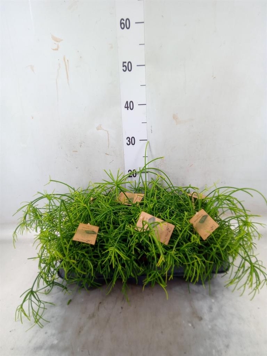 <h4>Rhipsalis baccifera 'Oasis'</h4>