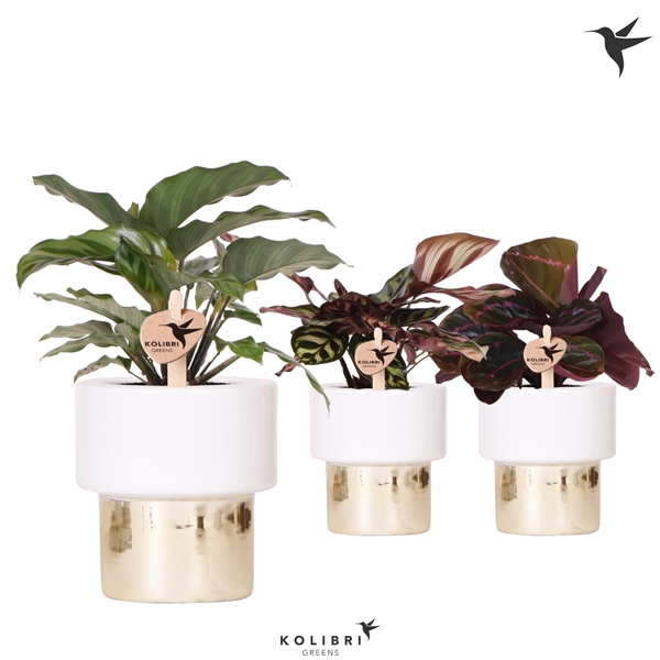 <h4>Kolibri Greens Calathea mix in Lush pot gold</h4>