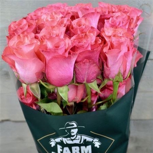 R Gr Pink Love