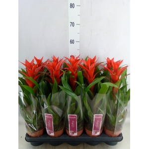 Guzmania  'Ostara'