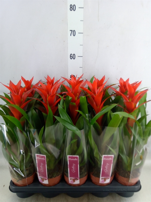<h4>Guzmania  'Ostara'</h4>