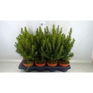 Picea glauca 'Conica'