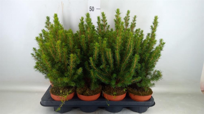 <h4>Picea glauca 'Conica'</h4>