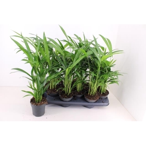 DYPSIS LUTESCENS