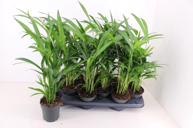 <h4>DYPSIS LUTESCENS</h4>