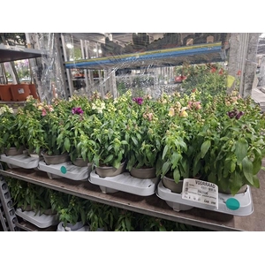 Antirrhinum majus Snapshot gemengd