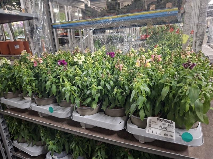 Antirrhinum majus Snapshot gemengd