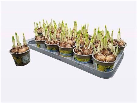 <h4>NARC O TETE A TETE</h4>