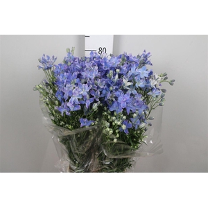 Delph En Energy Blue