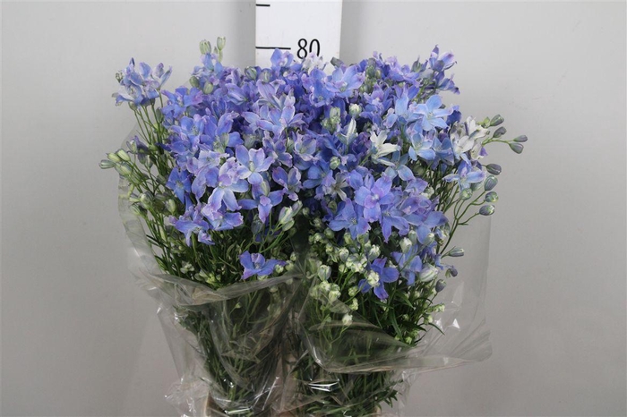 <h4>Delph En Energy Blue</h4>