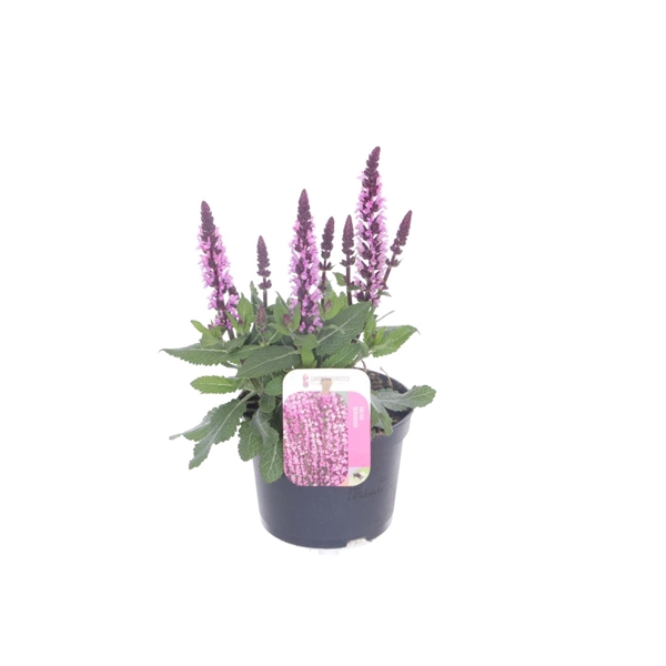 <h4>Salvia nemorosa Sens comp Bri Rose</h4>