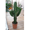 Euphorbia candelabrum