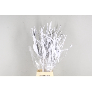 DF Strelitzia Leaf White