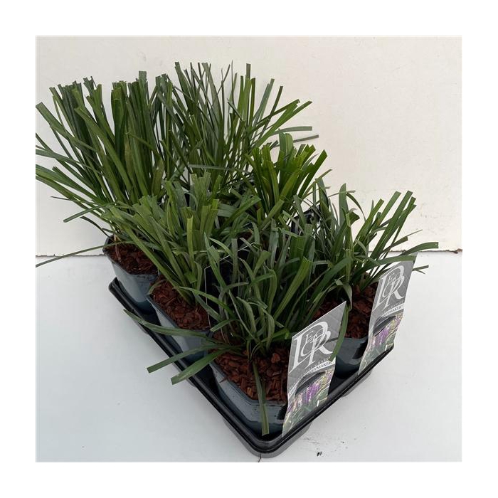 <h4>Liriope mix in tray</h4>