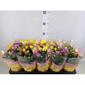 Chrysanthemum   ..mix/pot