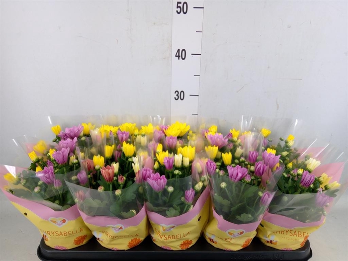 <h4>Chrysanthemum   ..mix/pot</h4>